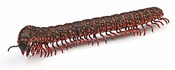 First known air-breathing animal to colonise land, the millipede Pneumodesmus newmani,[273] lived in the Early Devonian.[274]