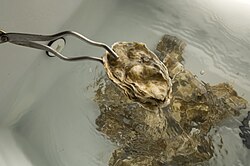 Oysters in a depuration tank
