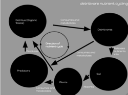 Detritivore nutrient cycling model