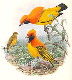 Two males displaying to a female masked bowerbird, Sericulus aureus, illustrated by John Gould (1804–1881)