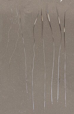 Down, awn and guard hairs of a domestic tabby cat