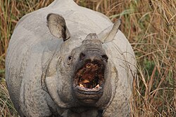 Indian rhinoceros showing its sharp lower incisor teeth used for fighting