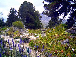 An alpinum adjacent to the King's House on Schachen in Garmisch-Partenkirchen, Germany