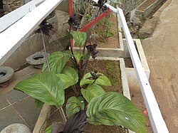Example of outdoor cultivation of T. chantrieri