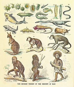 The human pedigree back to amoeba shown as a reinterpreted chain of being with living and fossil animals. From G. Avery's critique of Ernst Haeckel, 1873.