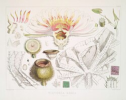 Illustration of Victoria amazonica