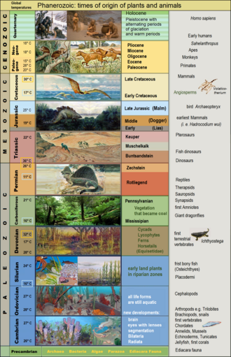 Eras of the Phanerozoic each represented by characteristic developments