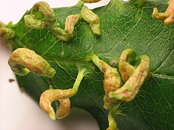 Galls on cherry caused by a mite, Eriophyes cerasicrumena