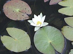 Pygmy waterlily, Nymphaea tetragona, designated imperial personal emblem of Sayako