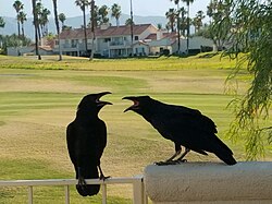Two juvenile common ravens in Palm Desert, California