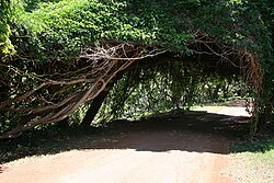A canopy of Entada gigas that has formed over a monkey ladder vine (Bauhinia glabra) on Kauai, Hawaii