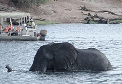 Elephant swimming, using its trunk as a snorkel, as Aristotle stated