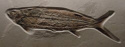 Fossil of the Cretaceous †ichthyodectiform †Thrissops formosus