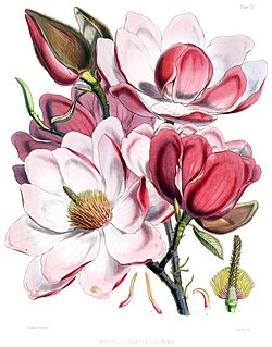 Magnolia campbellii named after Campbell by Hooker