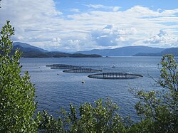 Salmon aquaculture, Norway