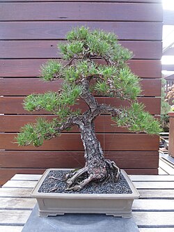 Forty-five year old Pinus radiata bonsai at the National Arboretum in Canberra