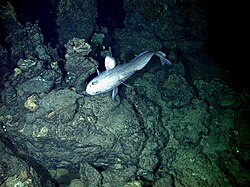 A Macrouridae next to an extinct smoker