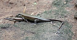Most reptiles reproduce sexually, for example this Trachylepis maculilabris skink