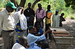 A workshop for beekeeping in Maga, Cameroon. Bees are a form of livestock that can add a lot of value to farmland and generate relatively easy revenue for rural communities.