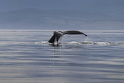 Humpback whale in Sooke coast