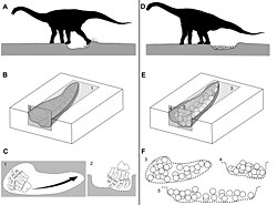 The illustration of titanosaurs nesting their egg