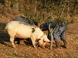 A trained truffle hunting pig in Gignac, Lot, France