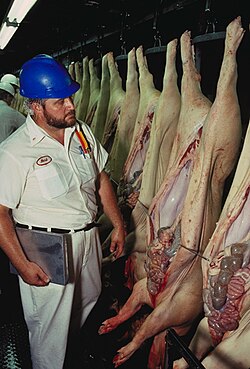 USDA inspection of pig carcasses