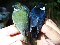 The white-ruffed manakin (Corapipo altera) is a well-known altitudinal migrant. Third year male (left) and After Third Year male (right).