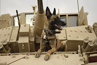 A Belgian Malinois ("Jackson"), in service with the United States Air Force, sitting on an M2A3 Bradley fighting vehicle before heading out on a mission in Khan Bani Saad during the Iraq War, 13 February 2007