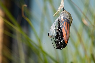 A monarch emerging from its chrysalis