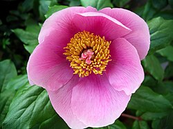 Paeonia mascula