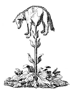 The Vegetable Lamb of Tartary
