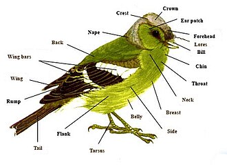 Topography of a typical passerine