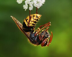 European hornet, Vespa crabro germana, butchering a bee before carrying the worthwhile portions back to the colony for the larvae.