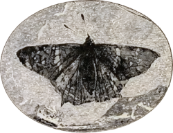 1887 engraving of Prodryas persephone, a fossil lepidopteran from the Eocene