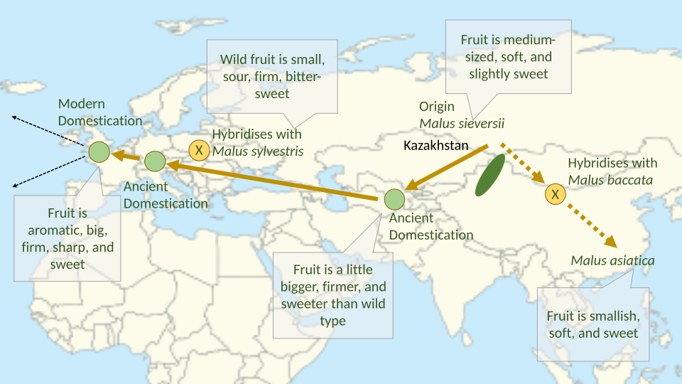 Map of the origins of the cultivated apple. The wild origin is in Kazakhstan; hybridisations and repeated domestications followed, modifying many attributes of the fruit.[26]