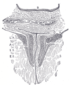 Coronal section through the anal canal. (Symington.) B. Cavity of urinary bladder. V.D. Ductus deferens. S.V. Seminal vesicle. R. Second part of rectum. A.C. Anal canal. L.A. Levator ani. I.S. Sphincter ani internus. E.S. Sphincter ani externus.