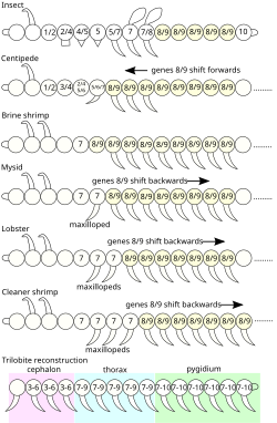 Expression of Hox genes in the body segments of different groups of arthropod. The Hox genes 7, 8, and 9 correspond in these groups but are shifted (by heterochrony) by up to three segments. Segments with maxillopeds have Hox gene 7. Fossil trilobites probably had three body regions, each with a unique combination of Hox genes.