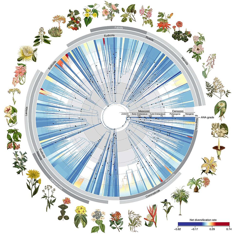 Tree of Angiosperm phylogeny 2024