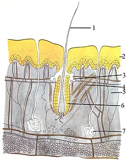 Mammal skin: (1) hair, (2) epidermis, (3) sebaceous gland, (4) Arrector pili muscle, (5) dermis, (6) hair follicle, (7) sweat gland. Not labeled, the bottom layer: hypodermis, showing round adipocytes