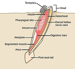 The lancelet, like all cephalochordates, has a head. Adult lancelets retain the four key features of chordates: a notochord, a dorsal hollow nerve cord, pharyngeal slits, and a post-anal tail. Water from the mouth enters the pharyngeal slits, which filter out food particles. The filtered water then collects in the atrium and exits through the atriopore.[296]