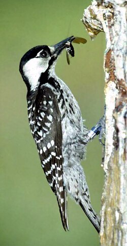Red-cockaded Woodpecker (picoides borealis)