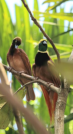 Captive female (left) and male (right)