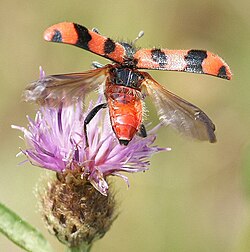 Checkered beetle Trichodes alvearius taking off, showing the hard elytra (forewings adapted as wing-cases) held stiffly away from the flight wings