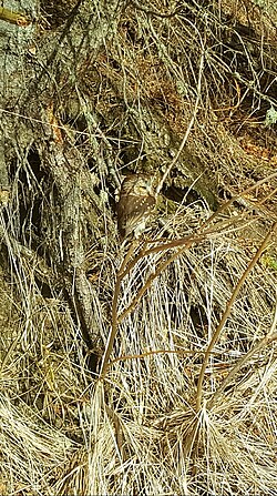 On a daytime hunt in a brushy area, Homer, Alaska