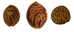 Prunus kansuensis (left), Prunus persica, feral type (center), and Prunus davidiana var. davidiana (right)