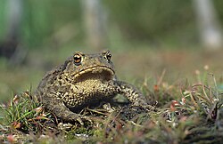The common toad, Bufo bufo described by Linnaeus, is the type species for the genus Bufo