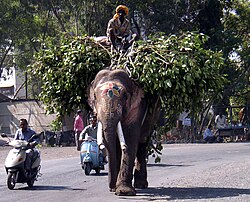Working elephant as transport