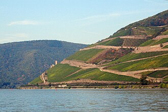 Steep vineyards on Rüdesheimer Berg overlooking the river Rhine