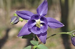 Photo depicting the interior structure of an Aquilegia vulgaris flower